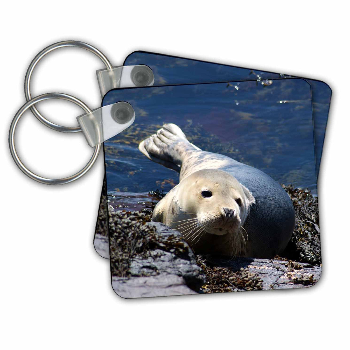 Key Chain - Seal Animal Photography
