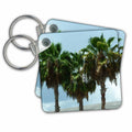 Key Chains 3 Sabal Palms (kc-23931-1)