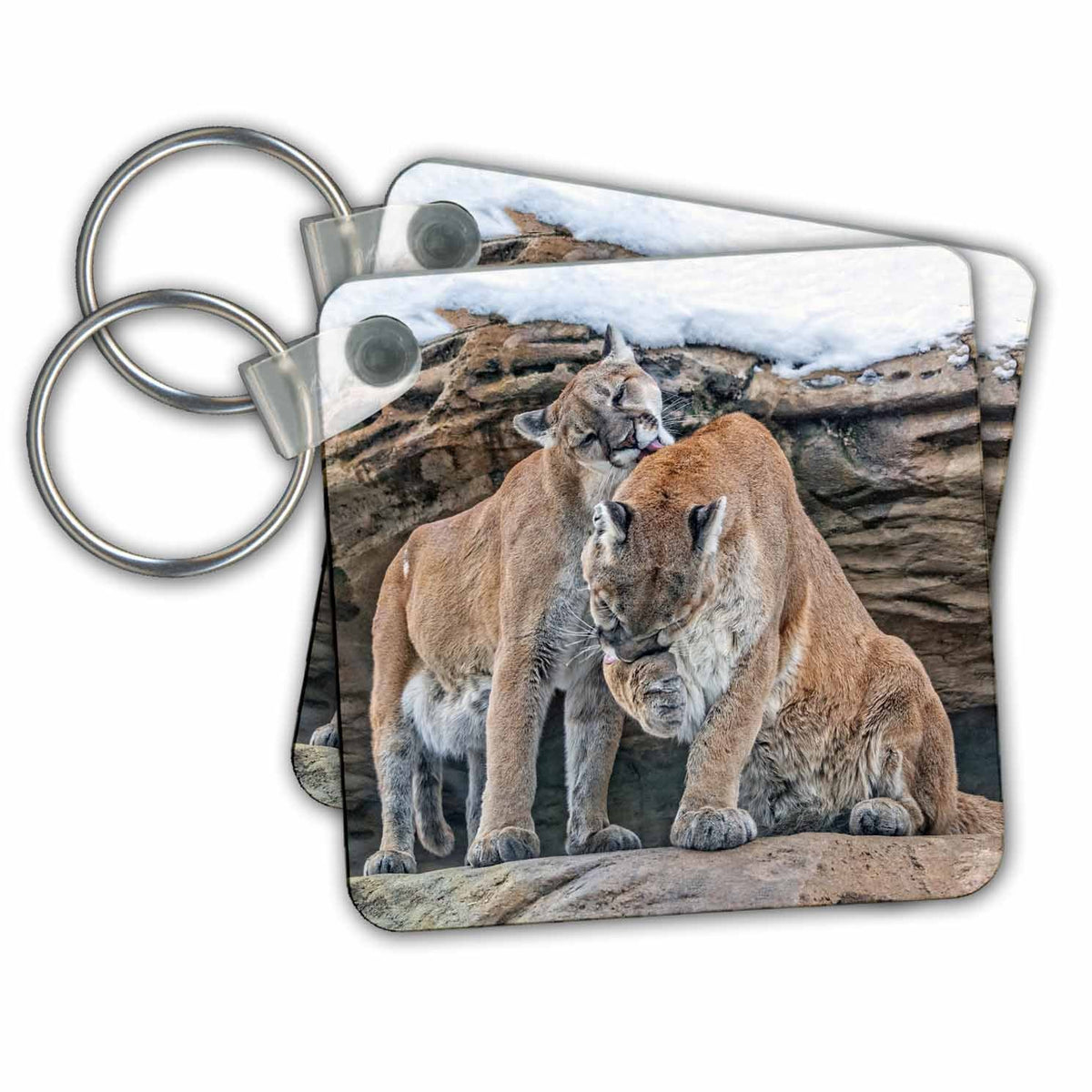 Key Chain - Mountain Lions Grooming Photography Animal