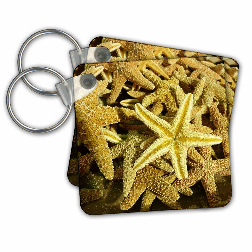 3dRose Key Chains Starfish Unite (kc-24011-1)