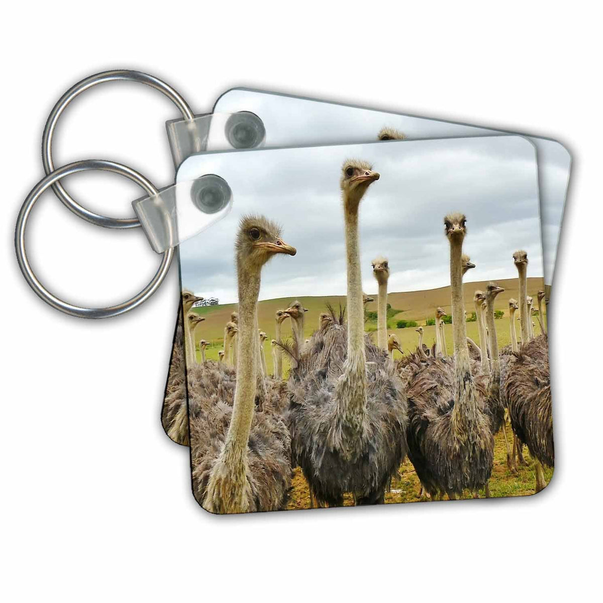 Key Chain - Ostrich Wild Australia Animal Animal