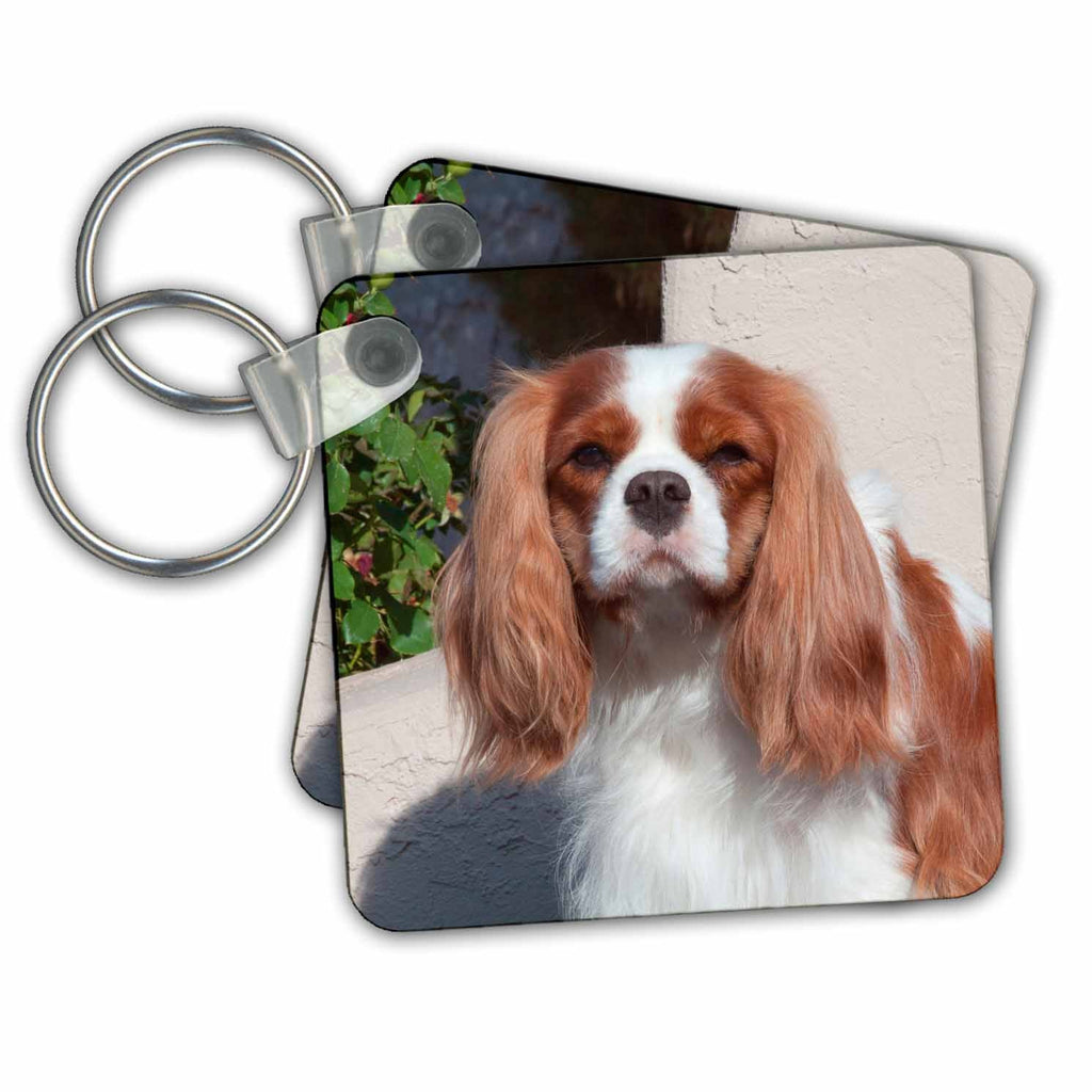 3dRose Key Chains Portrait of Cavalier, MR (kc-258251-1)