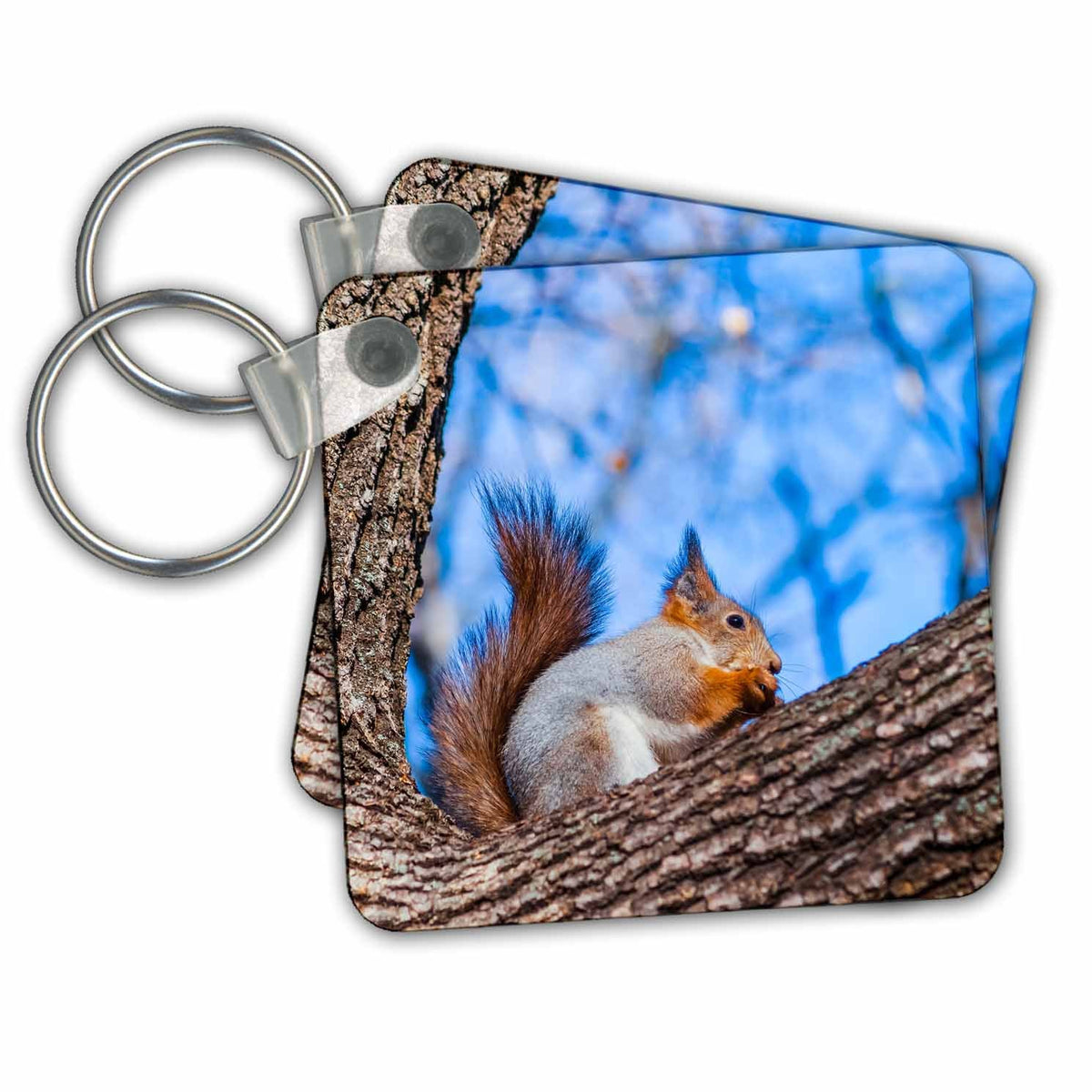 Key Chain - Beautiful squirrel on a tree. Blue background Alexis Photography - Animals