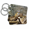 3dRose Key Chains Screaming Sandcat (kc-34526-1)