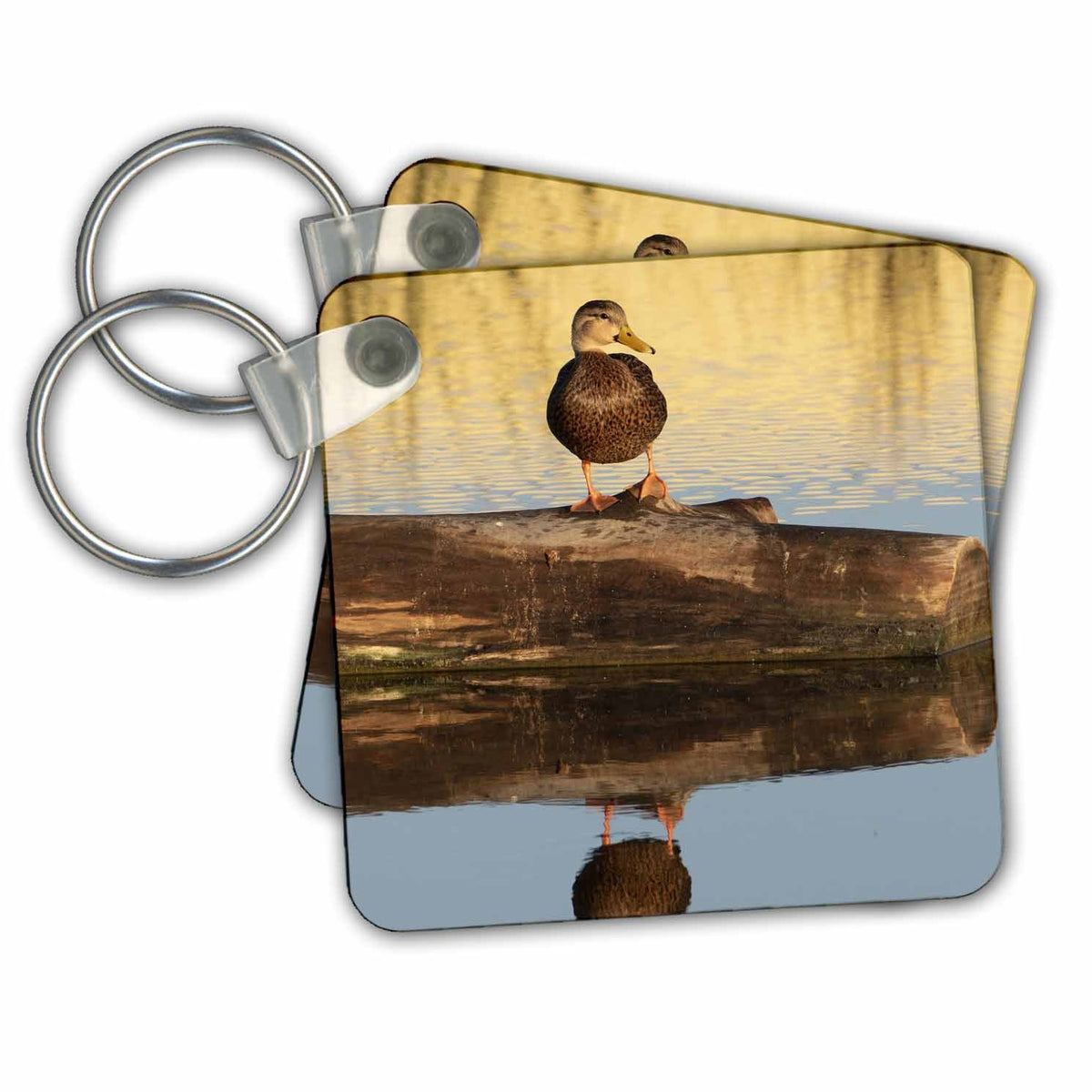 3dRose Key Chains Mottled duck resting. (kc-347672-1)