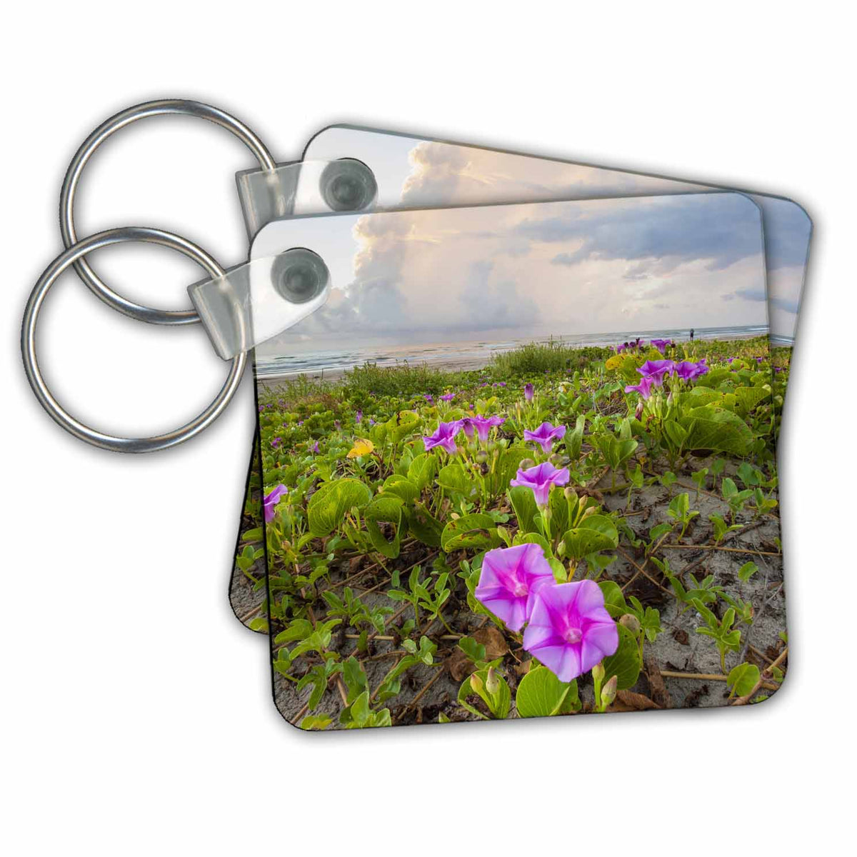 3dRose Key Chains Beach morning glory in bloom. (kc-347676-1)