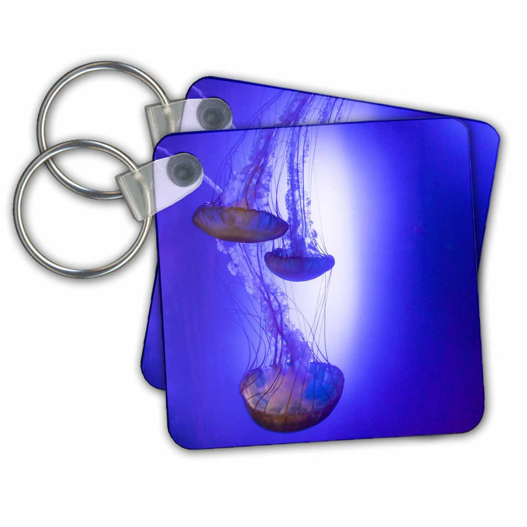 3dRose Key Chains Jellyfish in aquarium exhibit. (kc-347677-1)