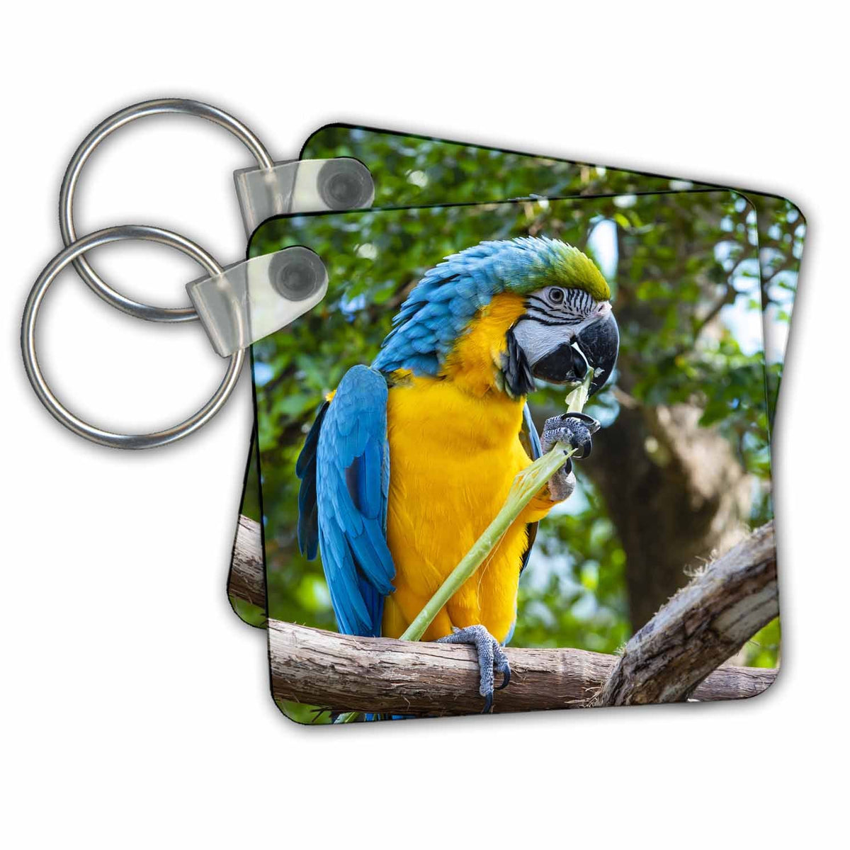 3dRose Key Chains Blue and yellow macaw perched. (kc-347678-1)