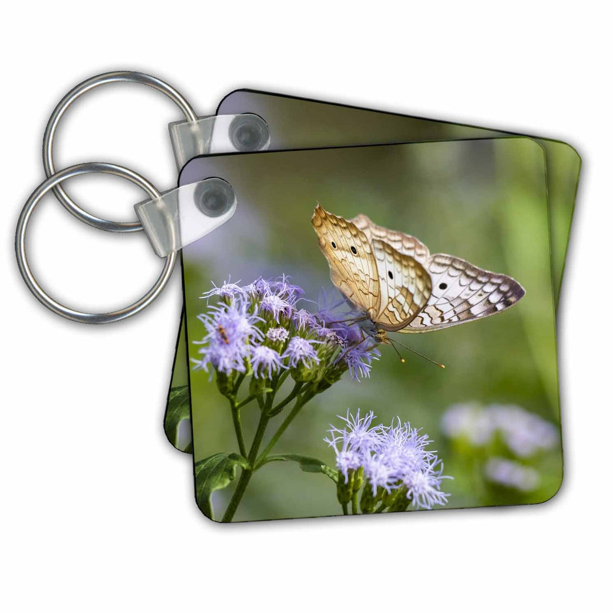 3dRose Key Chains White peacock butterfly feeding. (kc-347680-1)