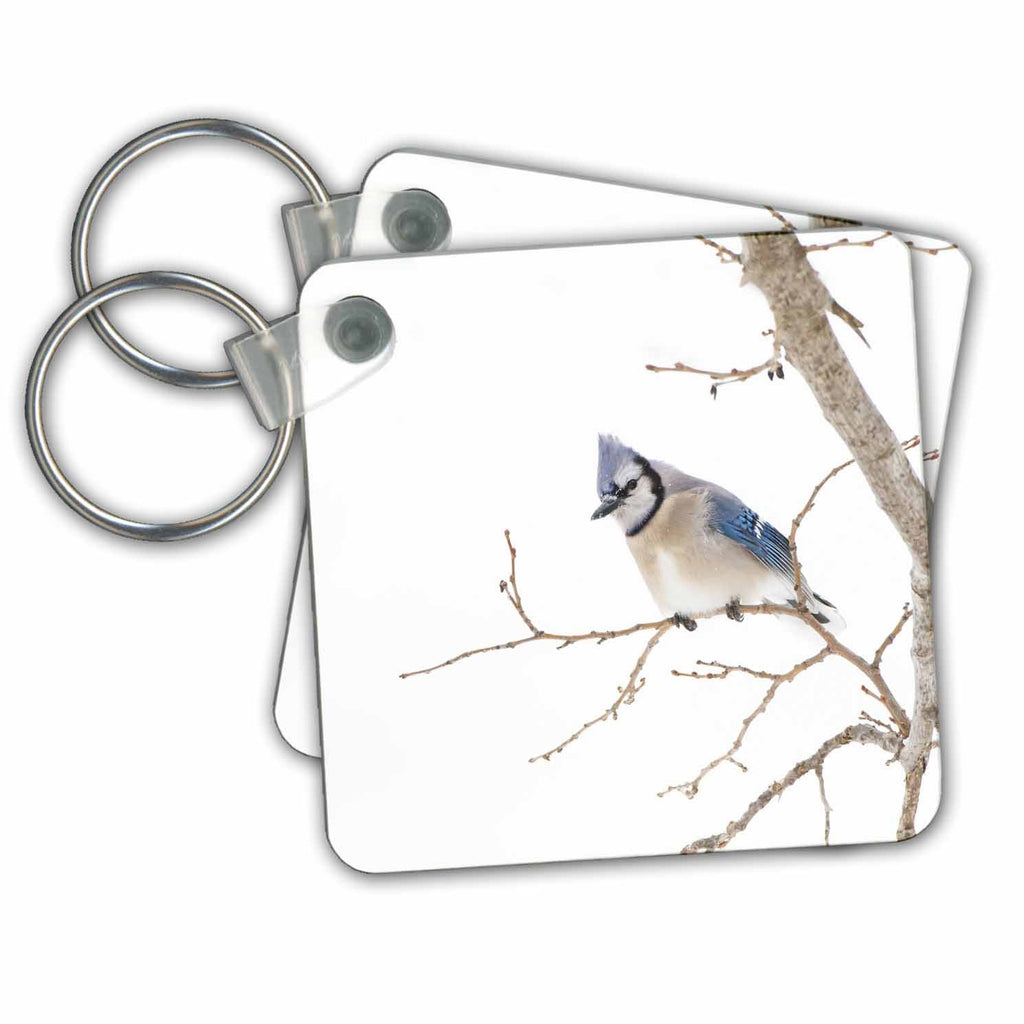3dRose Key Chains Blue Jay in tree. (kc-347682-1)