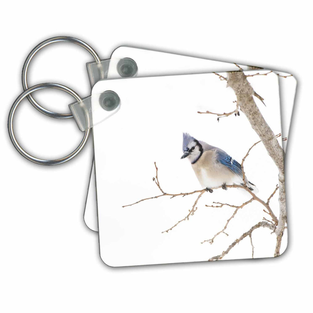 3dRose Key Chains Blue Jay in tree. (kc-347682-1)