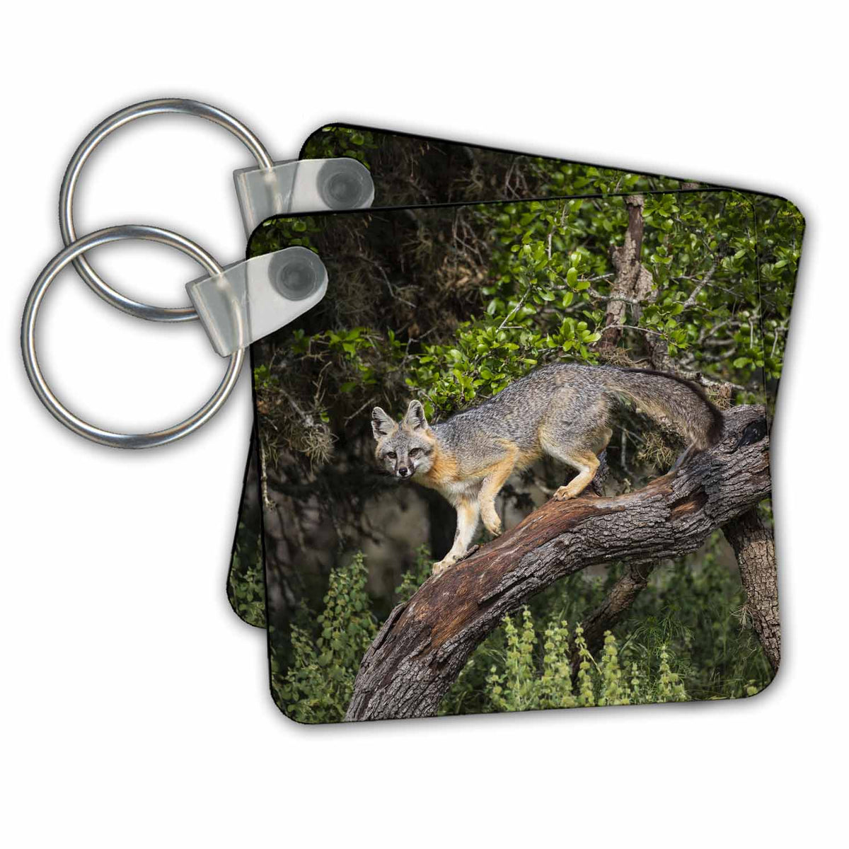 3dRose Key Chains Gray Fox climbing tree (kc-347685-1)