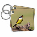 3dRose Key Chains Great Kiskadee feeding (kc-347686-1)