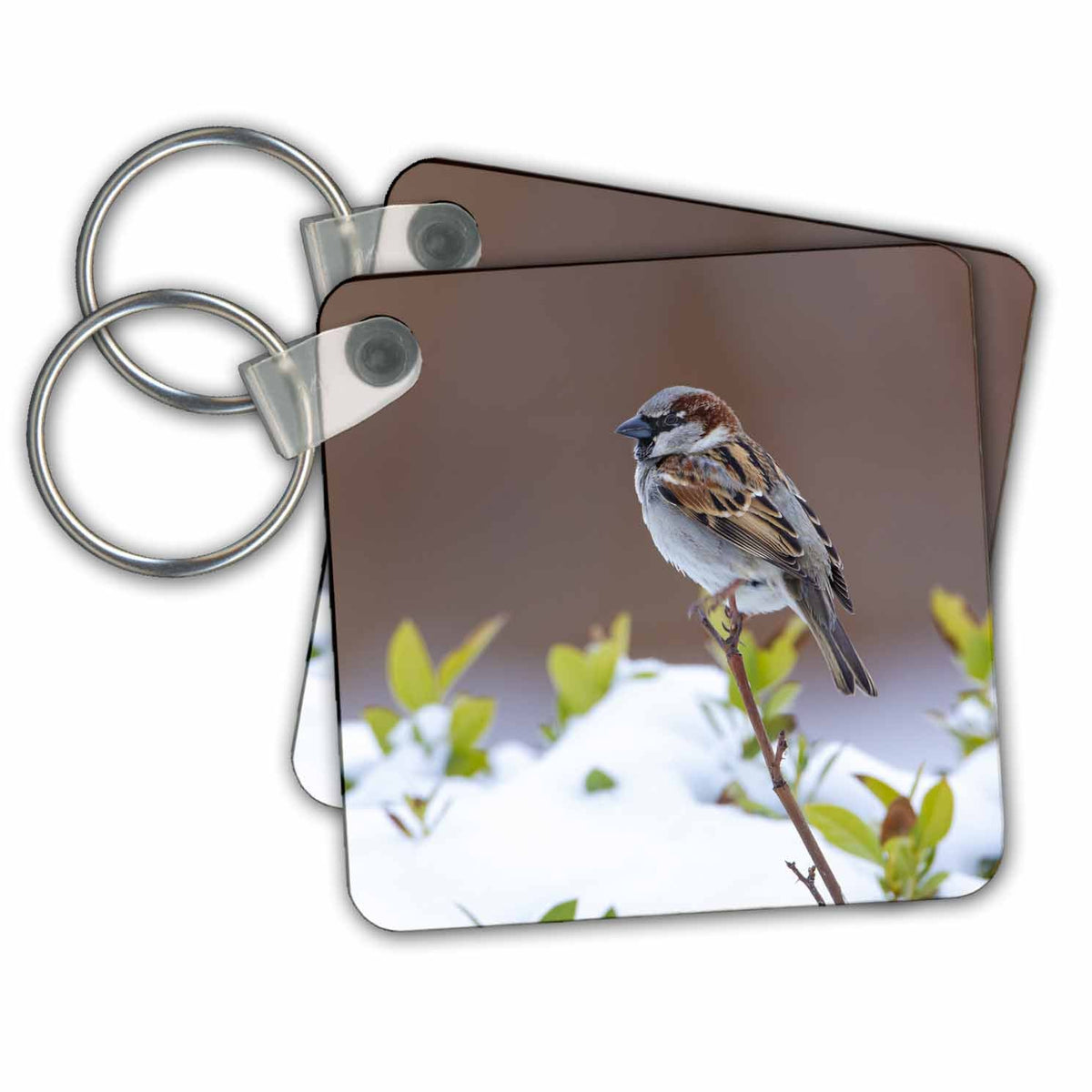 3dRose Key Chains House Sparrow perched (kc-347687-1)