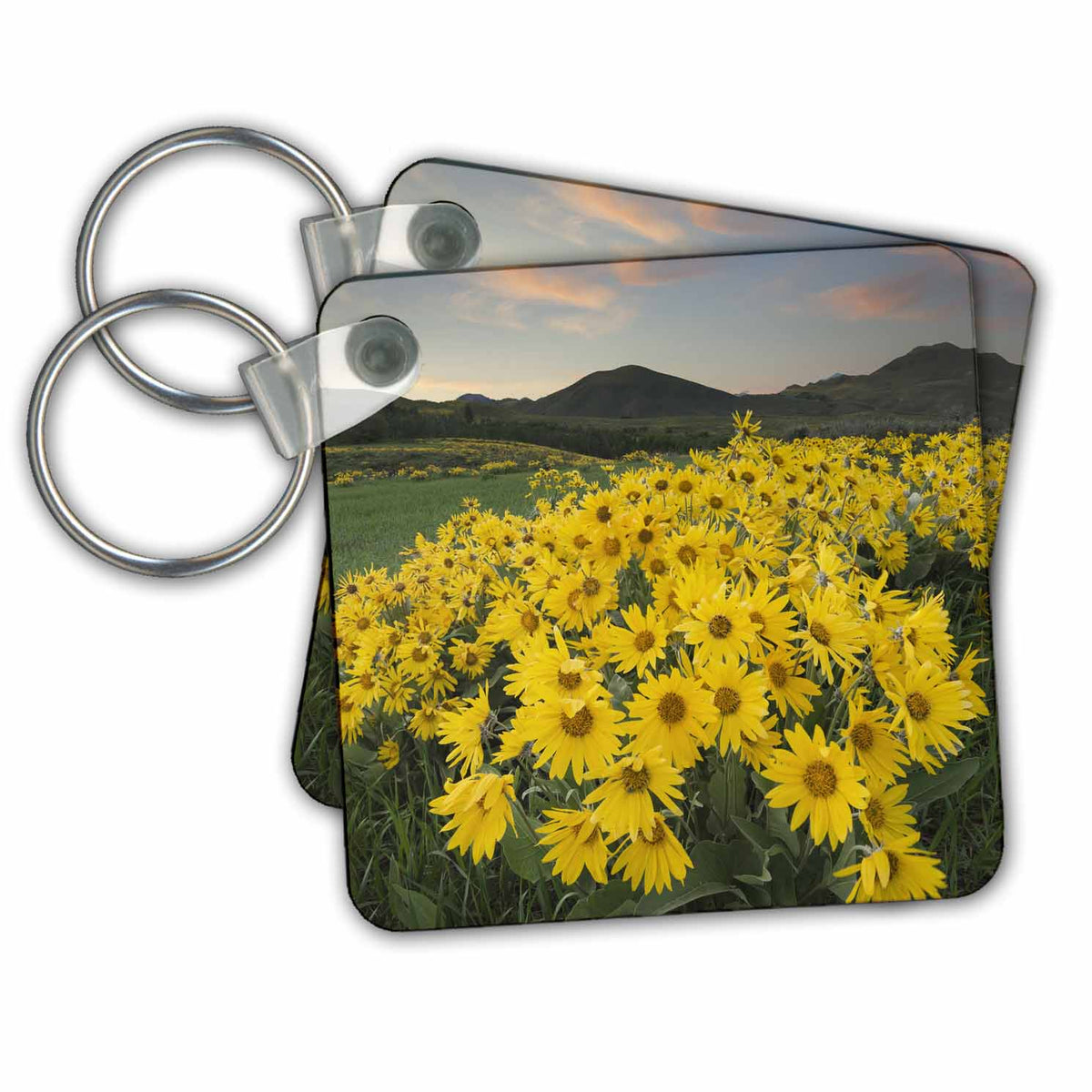 3dRose Key Chains Washington State. Arrowleaf balsamroot, Methow Valley, N Cascades. (kc-347725-1)