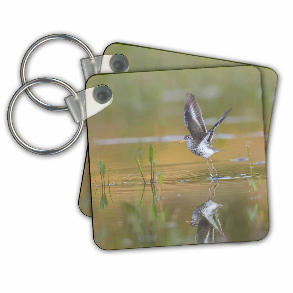 3dRose Key Chains Washington State. A Spotted Sandpiper takes flight on a pond. (kc-347787-1)
