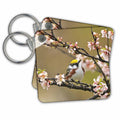 Key Chain - Canada,Winnipeg. Chestnut sided warbler in Nanking cherry tree Birds
