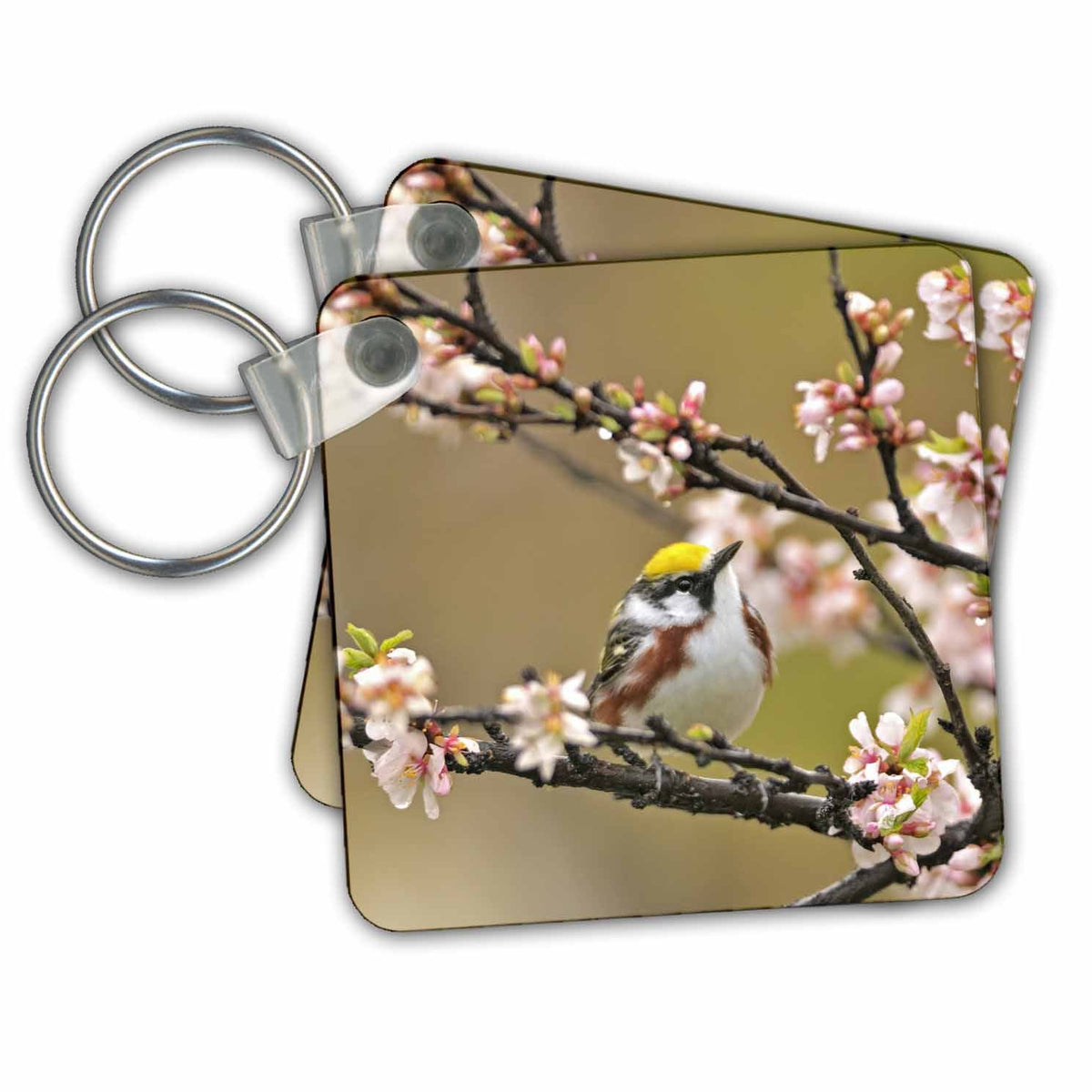 Key Chain - Canada,Winnipeg. Chestnut sided warbler in Nanking cherry tree Birds