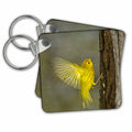 Key Chain - Canada, Ontario, Point Pelee NP. Yellow warbler on tree trunk. Birds
