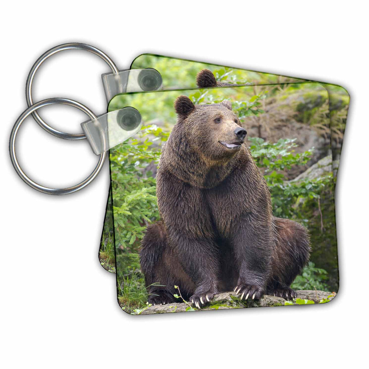 3dRose Key Chains Eurasian brown bear Bavarian Forest, enclosure, Germany (kc-366464-1)