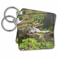 Key Chain - Eurasian Wolf NP Bavarian Forest, enclosure, Germany Wolves