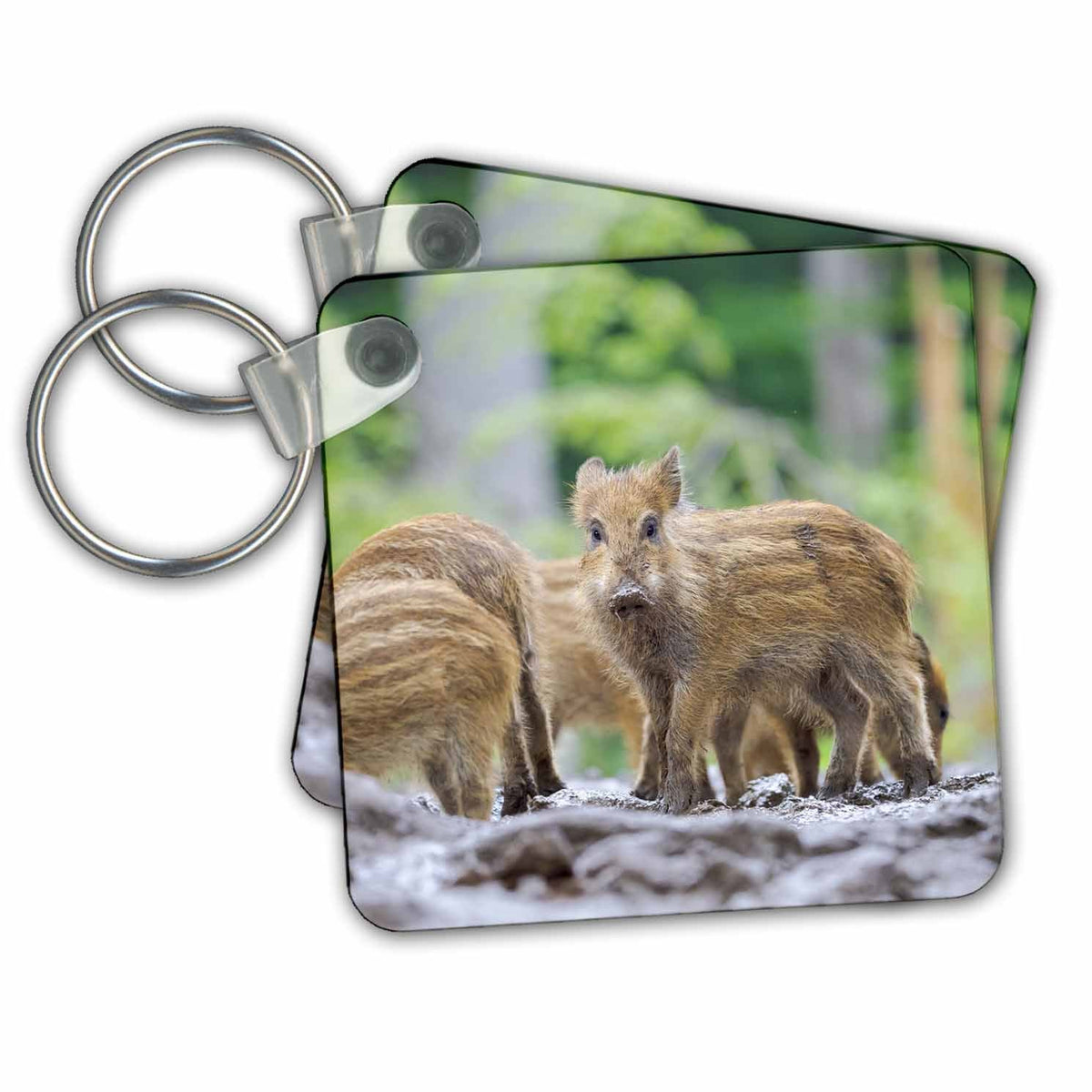 Key Chain - Young wild Boar in Forest. Germany, Bavaria. Boars