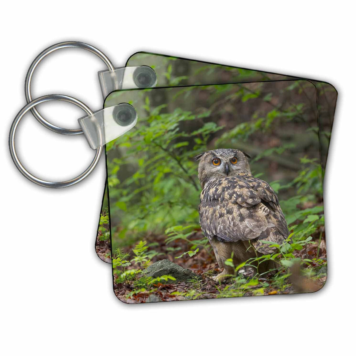 3dRose Key Chains Eurasian eagle owl. NP Bavarian Forest, enclosure. Germany, Bavaria (kc-366473-1)