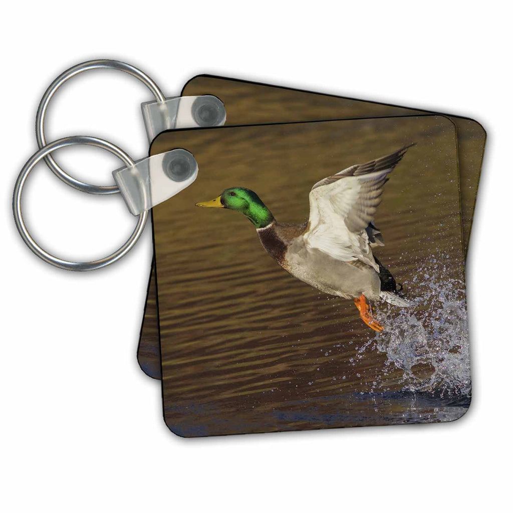 3dRose Key Chains A Mallard drake lifting off (kc-367073-1)