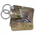 Key Chain - Mallard drake takes flight. Ducks