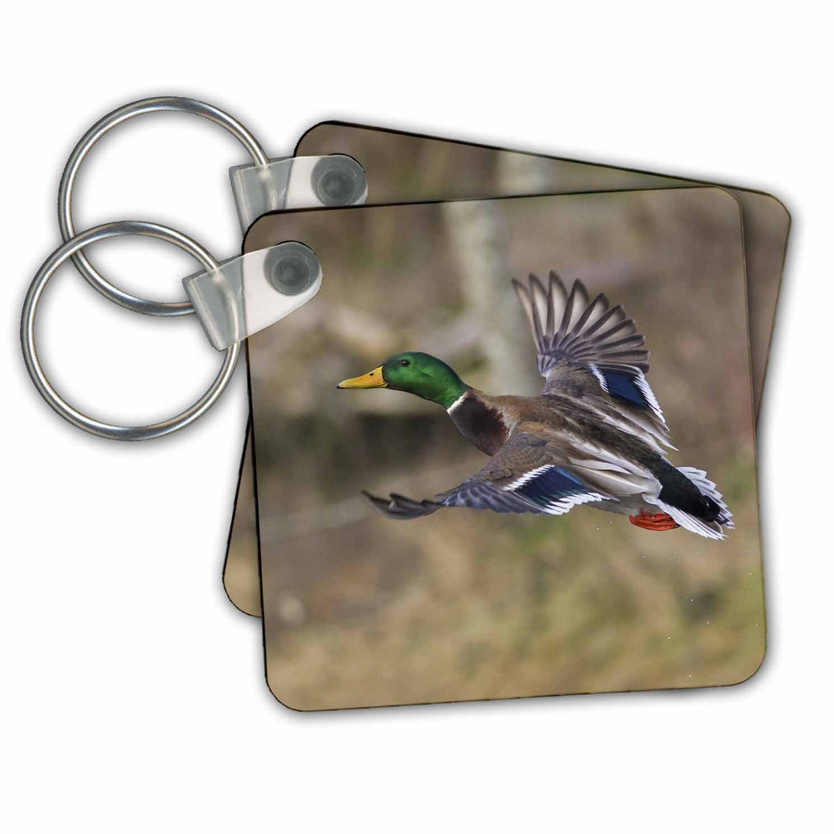 Key Chain - Mallard drake takes flight. Ducks