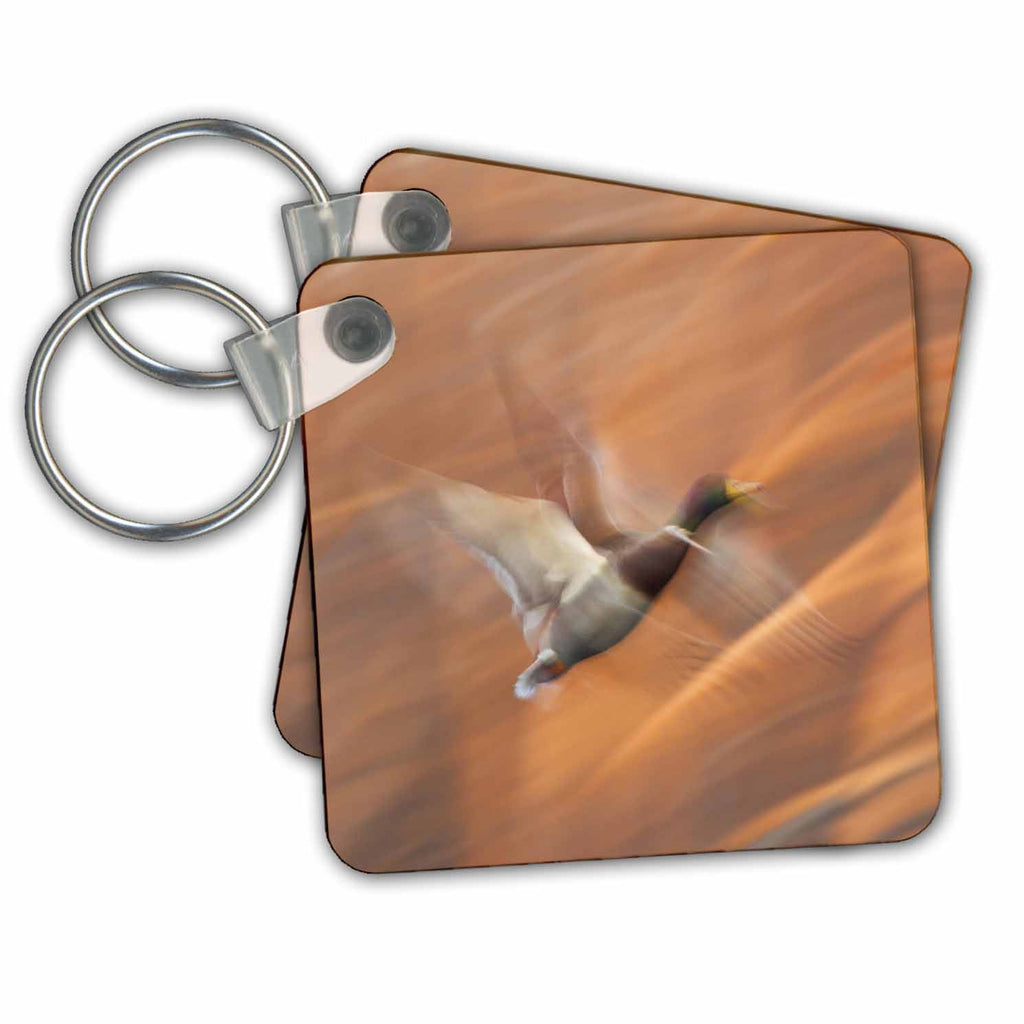 3dRose Key Chains Mallard drake flying (kc-367077-1)