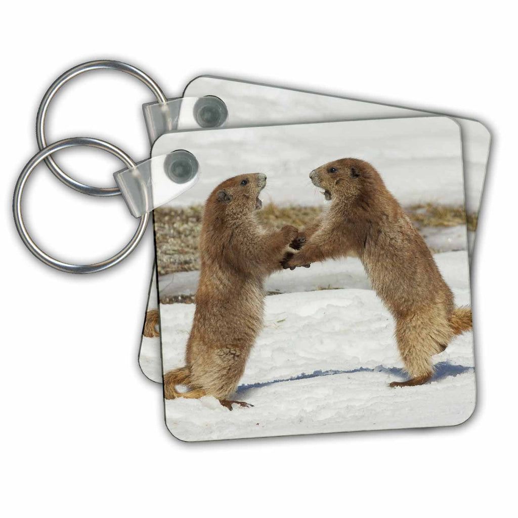 3dRose Key Chains Olympic marmots, juveniles wrestling (kc-367079-1)
