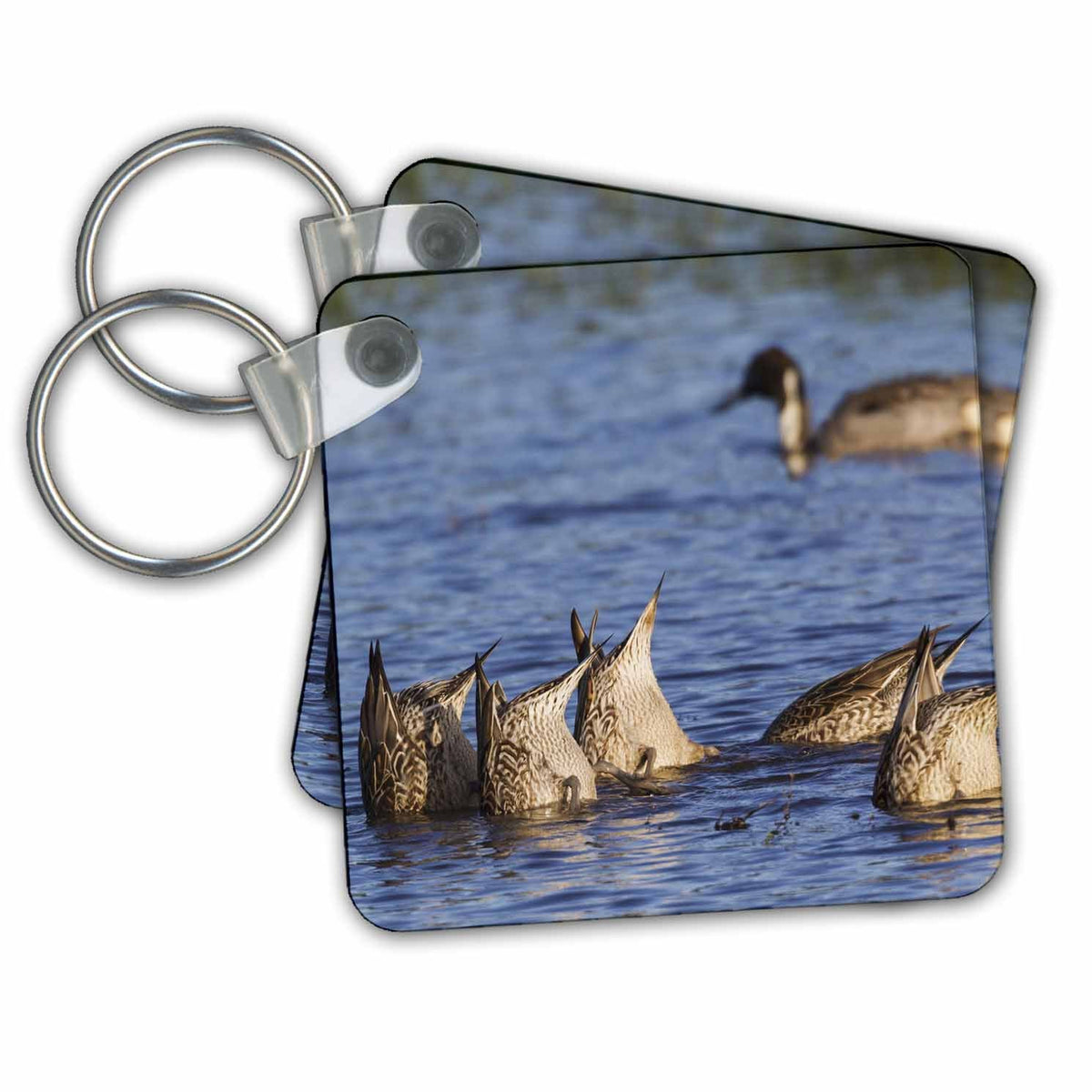 3dRose Key Chains Northern pintails foraging (kc-367082-1)