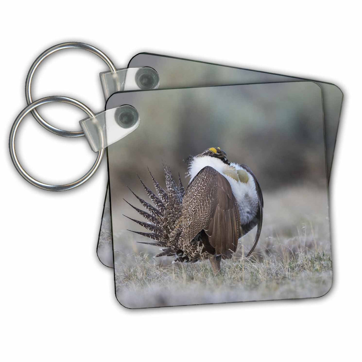 Key Chain - Greater Sage Grouse in a courtship display. Birds
