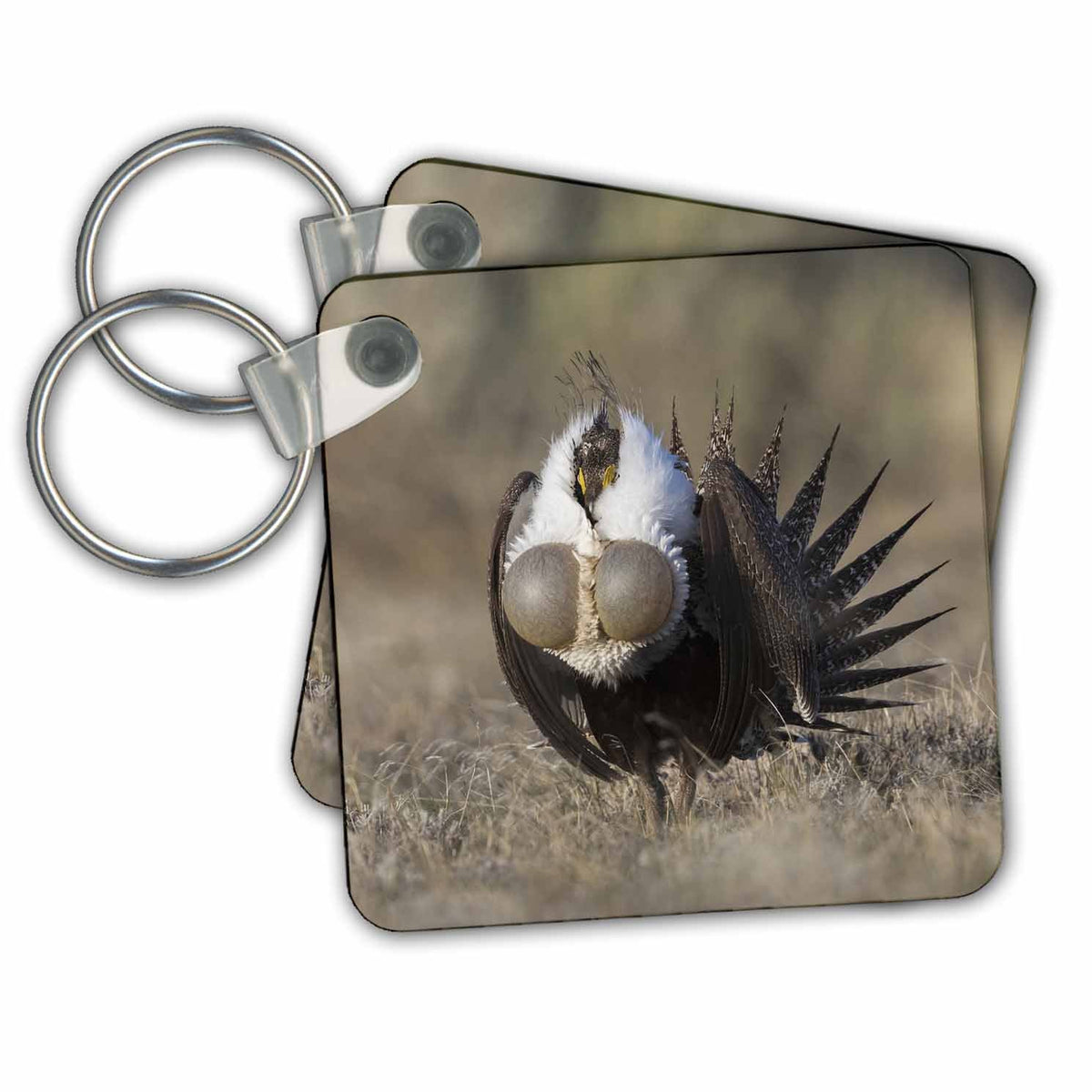 Key Chain - Greater Sage Grouse, courtship display Birds