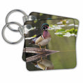 Key Chain - Wood duck drake Ducks