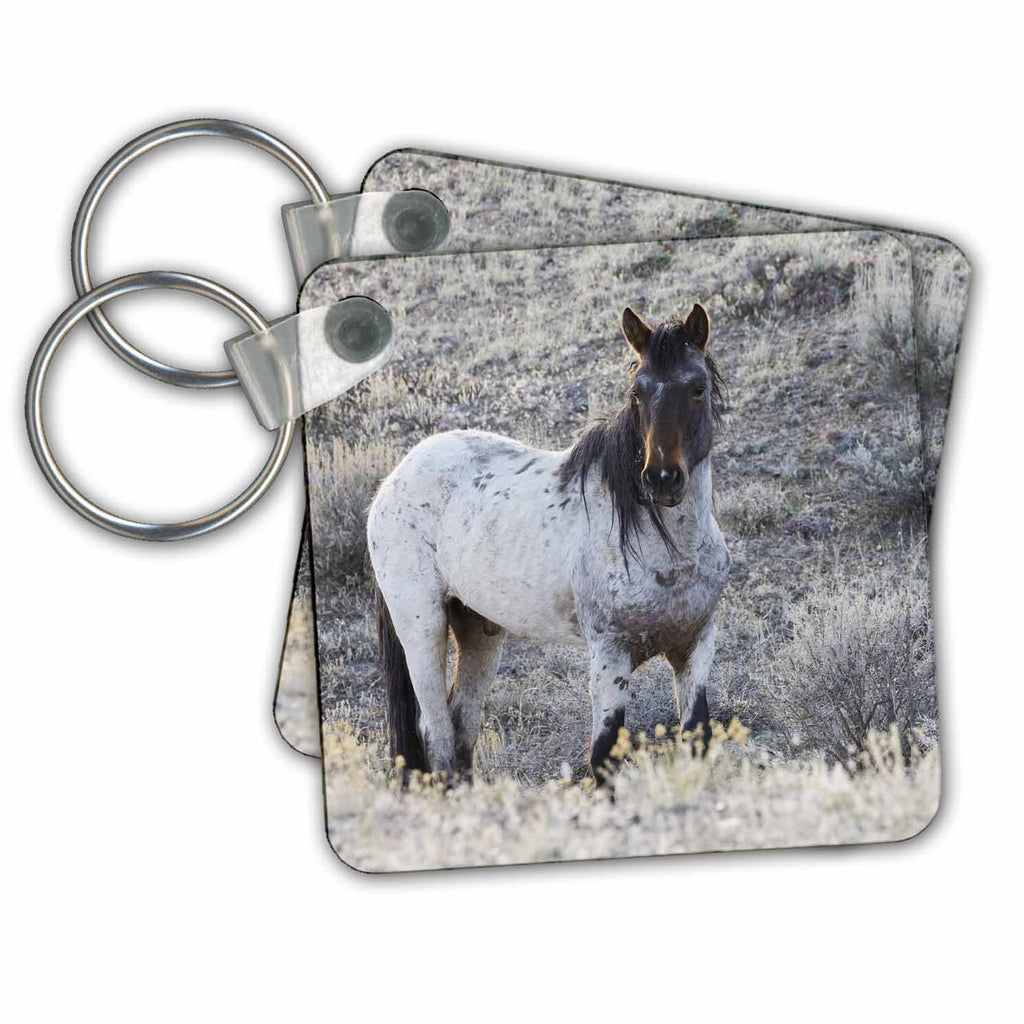 3dRose Key Chains Wild horse, stallion (kc-367092-1)