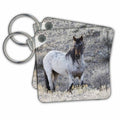 3dRose Key Chains Wild horse, stallion (kc-367092-1)