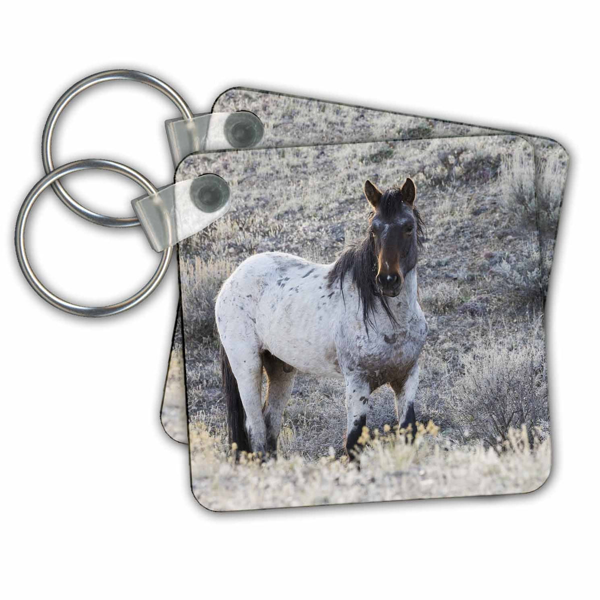 3dRose Key Chains Wild horse, stallion (kc-367092-1)
