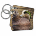 Key Chain - American wigeon preening Ducks