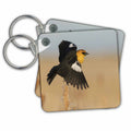 3dRose Key Chains Yellow headed blackbird taking flight (kc-367096-1)