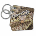 Key Chain - Bull snake, non venomous Reptiles
