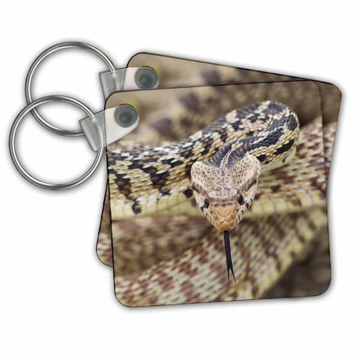 Key Chain - Bull snake, non venomous Reptiles