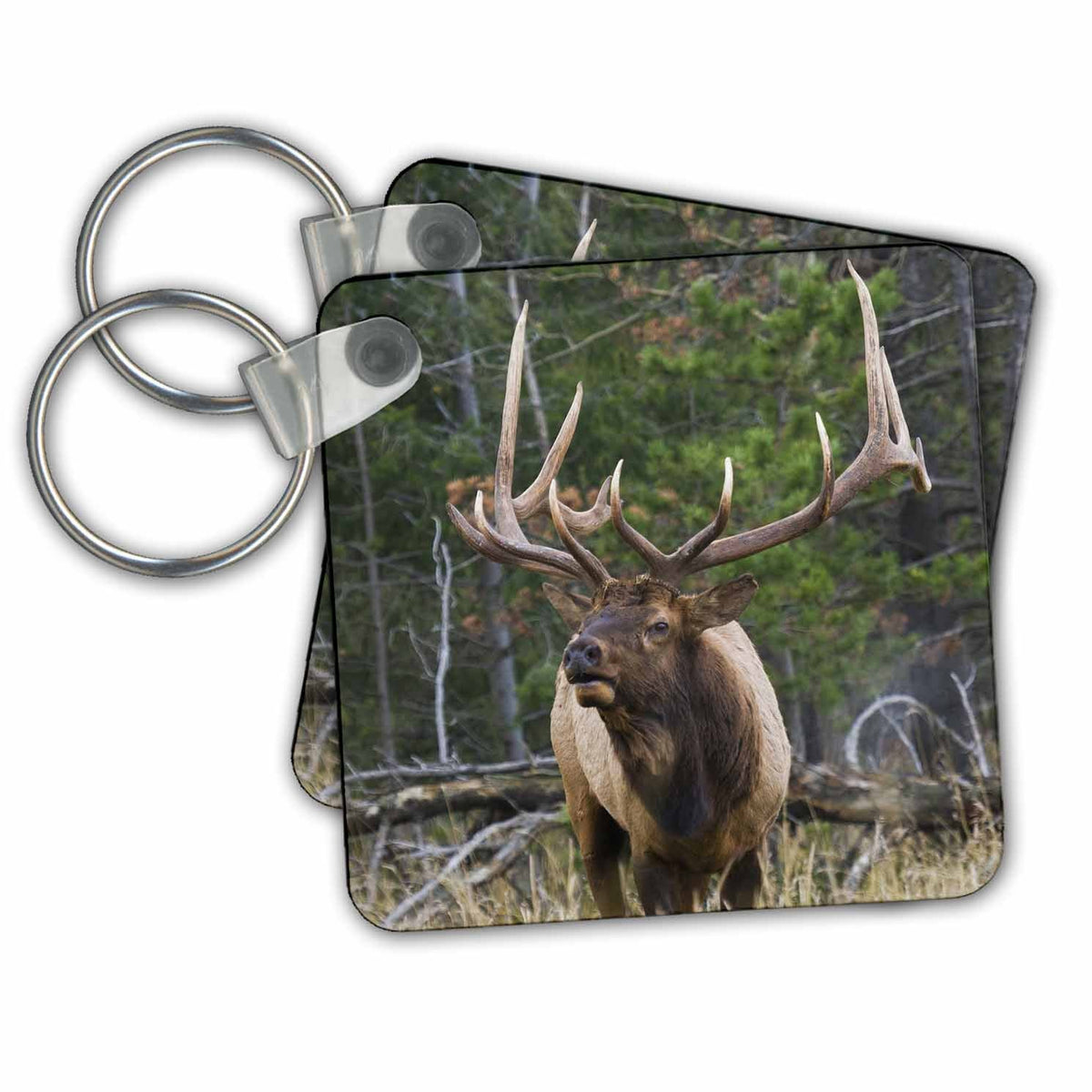 Key Chain - Majestic bull elk. Elk