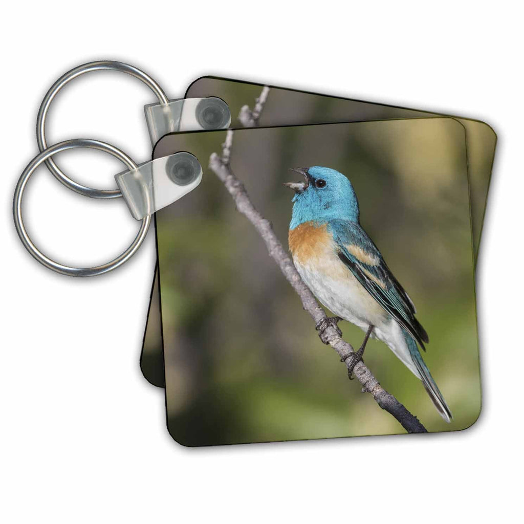 3dRose Key Chains Singing Lazuli bunting (kc-367105-1)