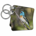 3dRose Key Chains Singing Lazuli bunting (kc-367105-1)
