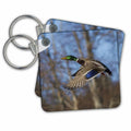 Key Chain - Mallard drake Ducks
