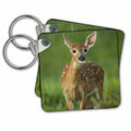 Key Chain - Columbia white tailed deer fawn. Deer