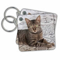 Key Chain - Domestic cat. Brown tabby. Cats