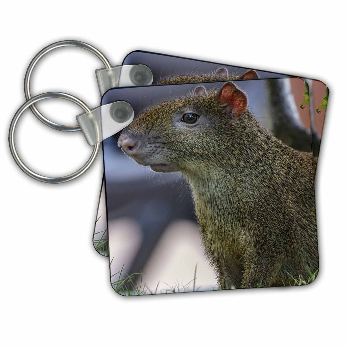 Key Chain - Agouti in Playa del Carmen, Mexico Animals